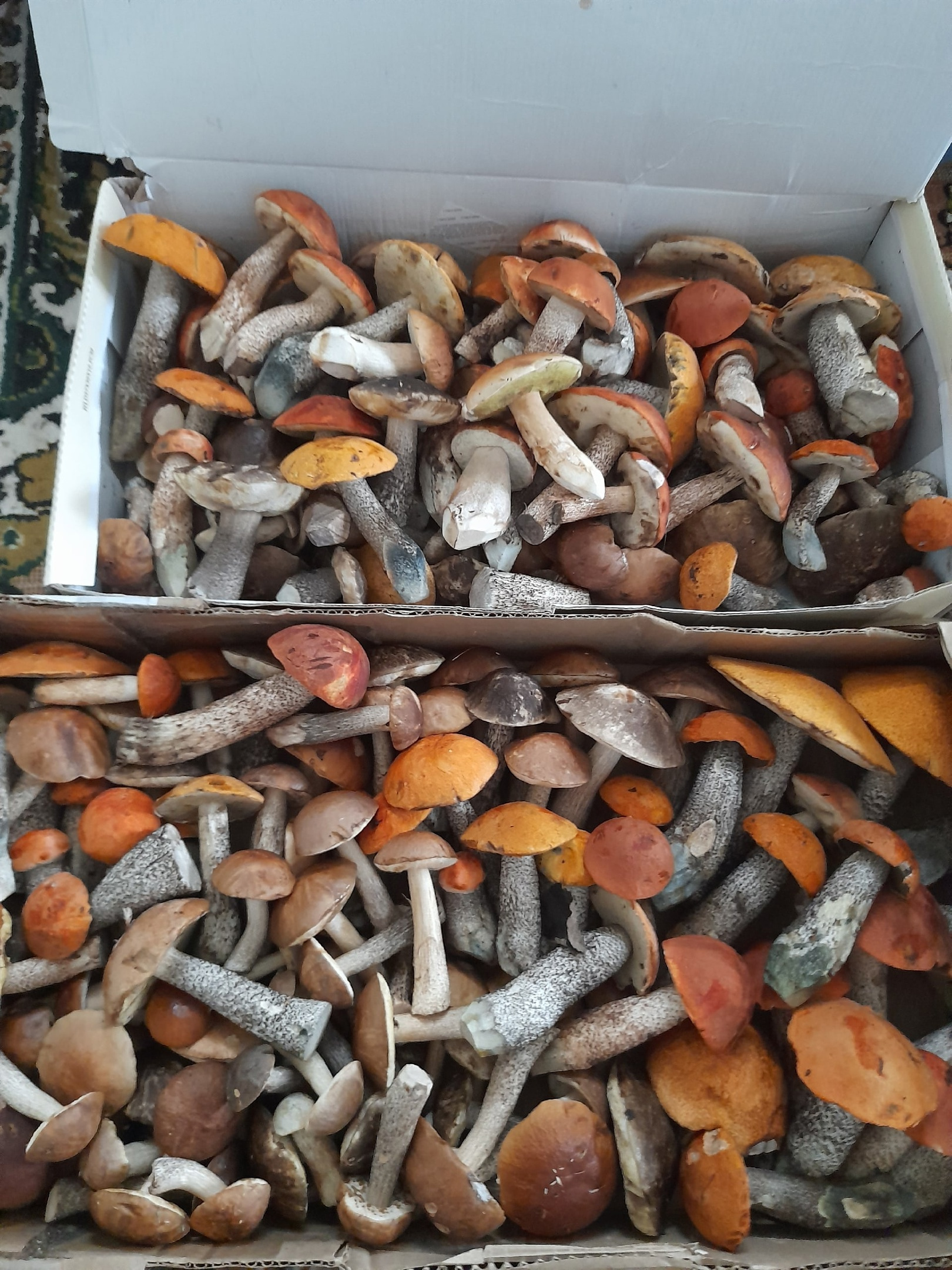В Большом селе грибы вывозят огромными коробками