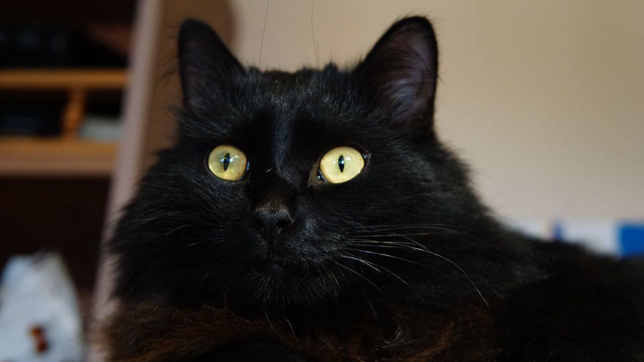 Москва суеверная: черных кошек забирают из приютов в три раза реже
