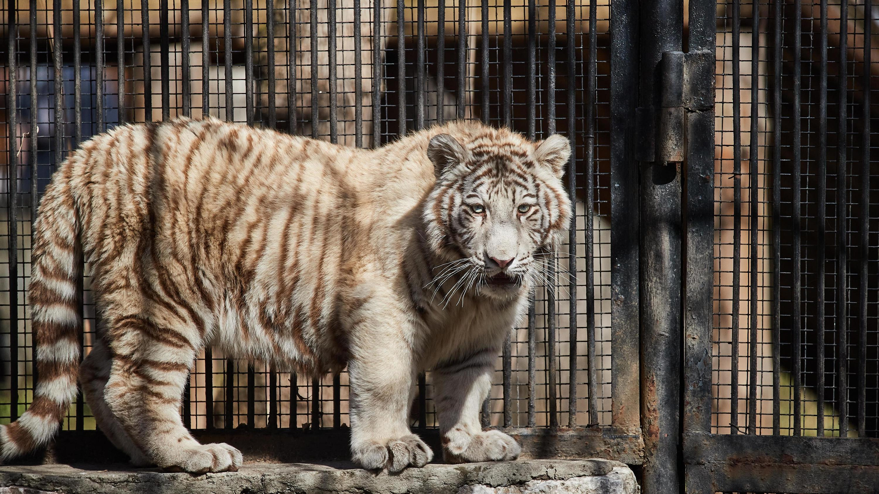 Стало известно, сколько заплатил Новосибирский зоопарк за нового тигренка