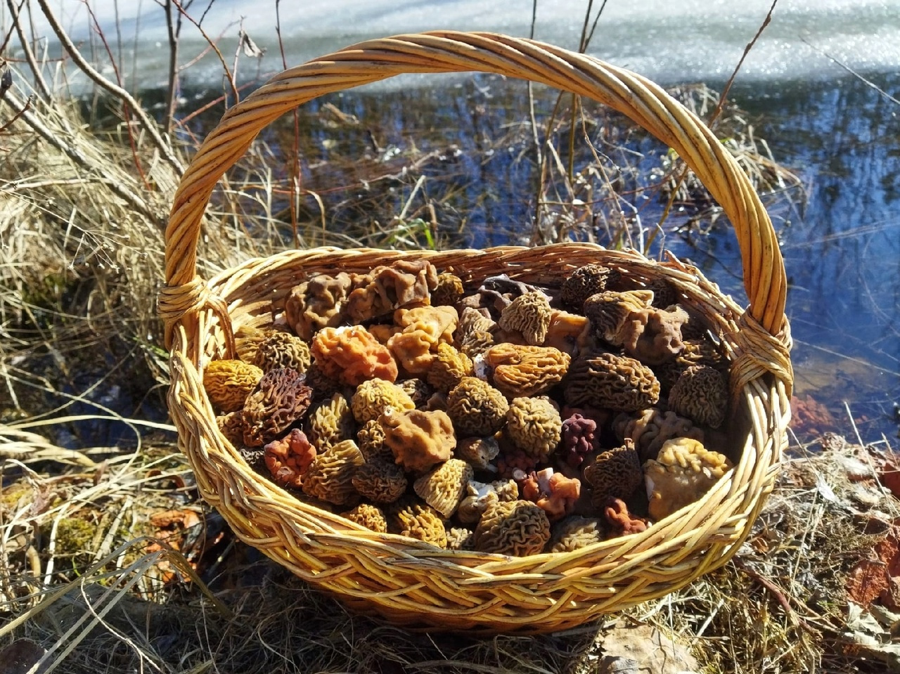 Петербуржцы начали собирать съедобные грибы — полные корзины