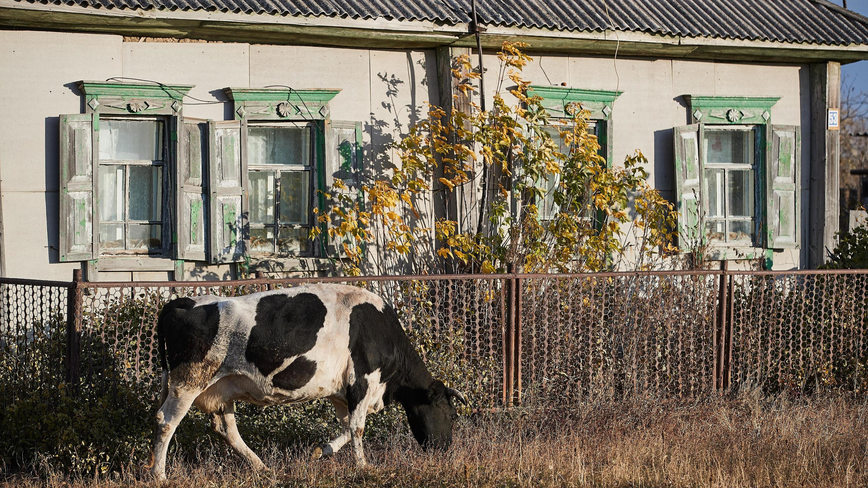 «Уничтожены не только огороды»: во время непогоды в Новосибирской области молния попала в корову