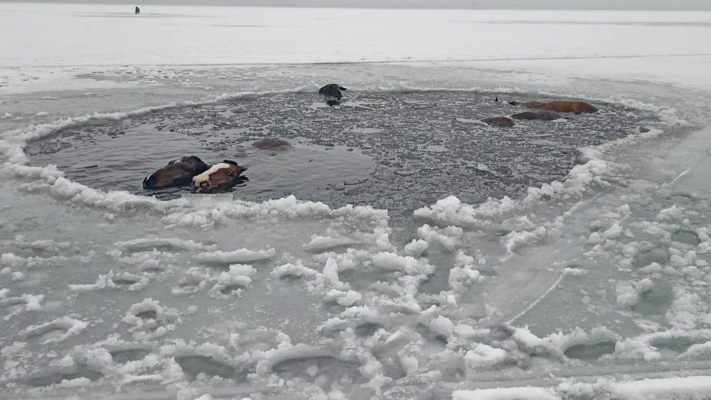 Шесть лошадей провалились под лед на озере в Челябинской области