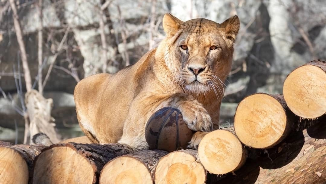 Не смогла устоять: в новосибирском зоопарке устроили показательное кормление львицы — смотрим видео