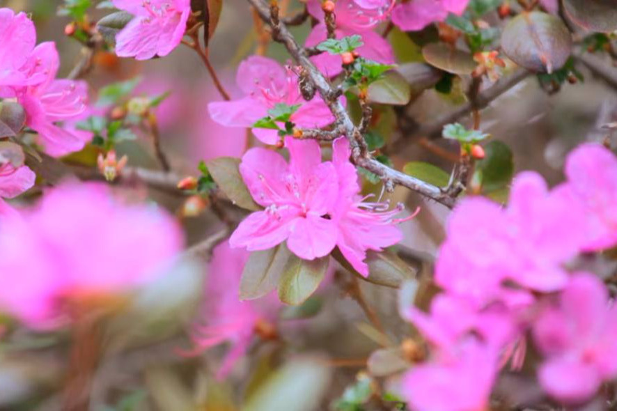 Яркие цветы маральника не имеют сильного запаха