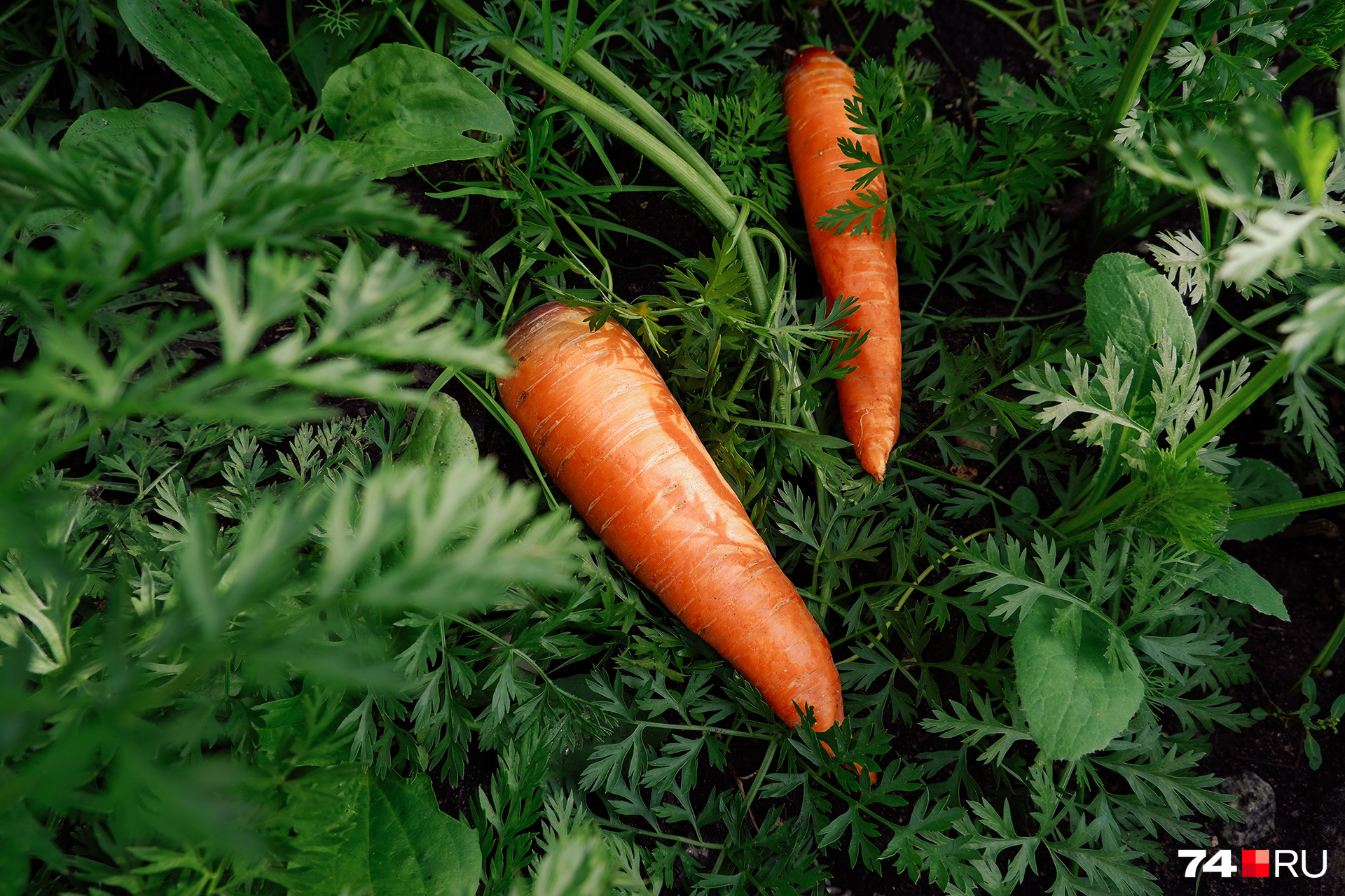 Посадка моркови и свеклы весной в открытый грунт: морковь, посадка,хитрости - 21 мая 2023 - НГС