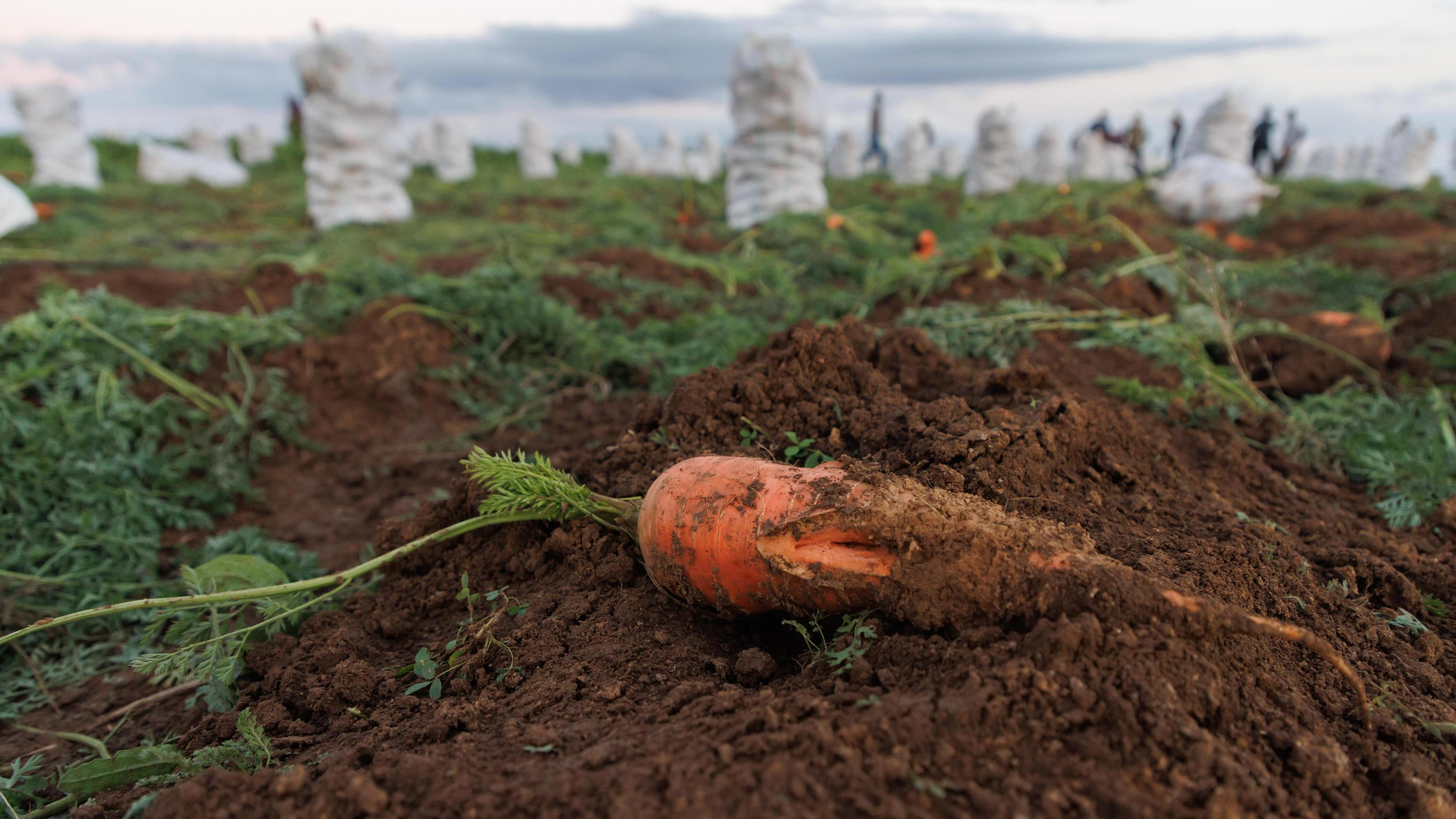 Пора сеять морковь и свеклу: как правильно сажать корнеплоды — готовим землю и выбираем сорт