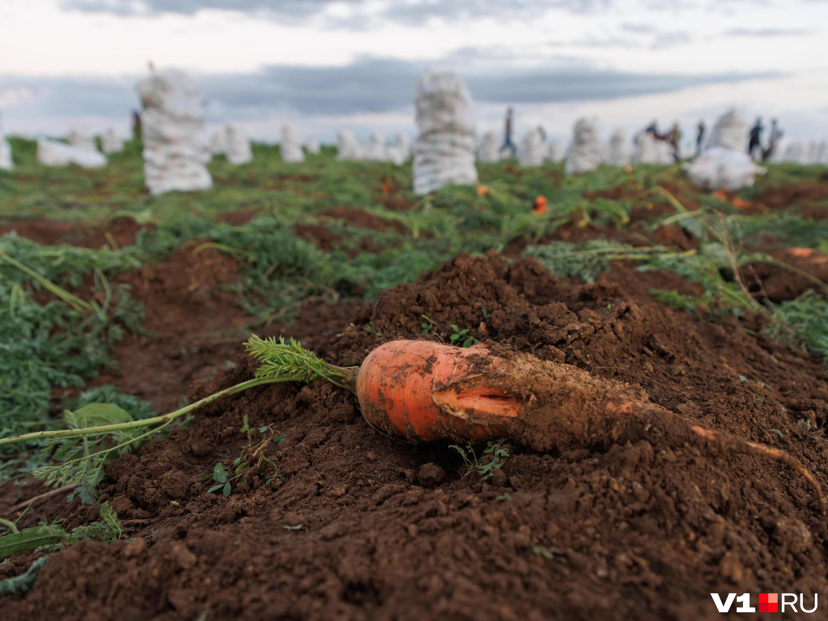 Морковь будет корявой и растрескавшейся, если не наладить правильный режим полива