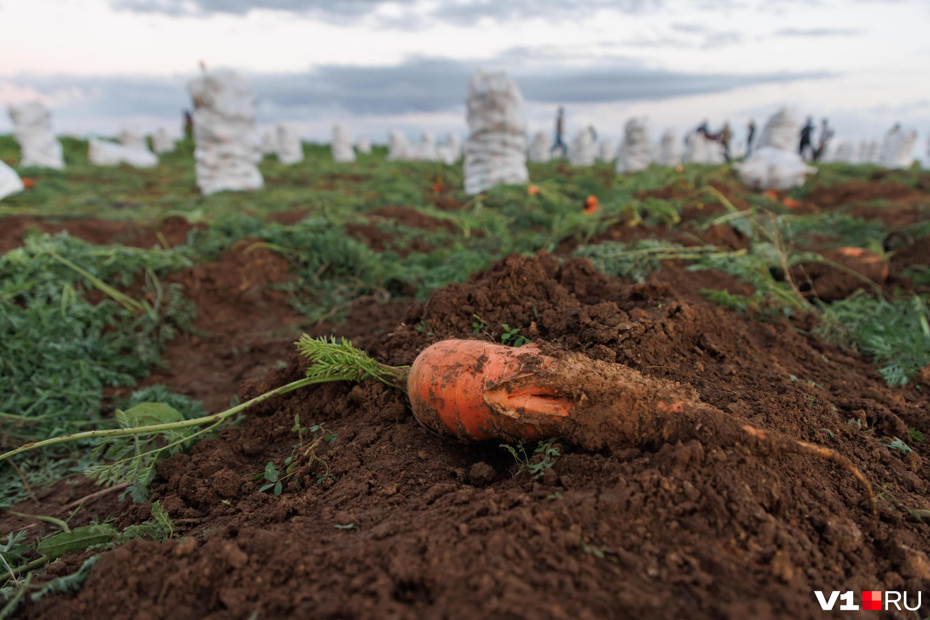 Морковь будет корявой и растрескавшейся, если не наладить правильный режим полива