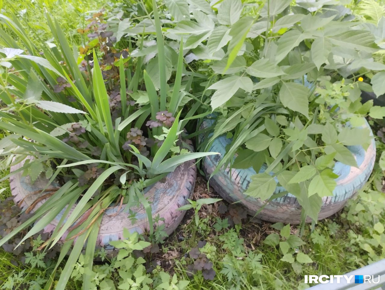 Клумбы в шинах в одном из дворов Иркутска Клумбы в шинах в одном из дворов Иркутска