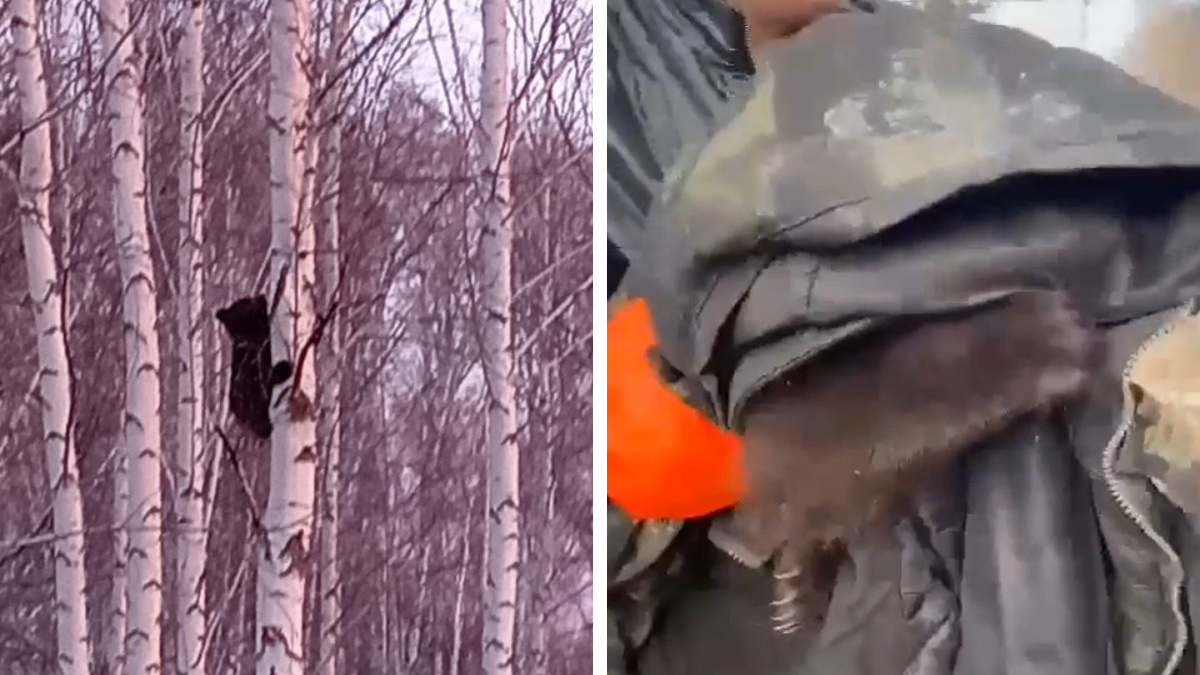 Вцепился в березу: в Новосибирской области спасли медвежонка, который не мог слезть с дерева