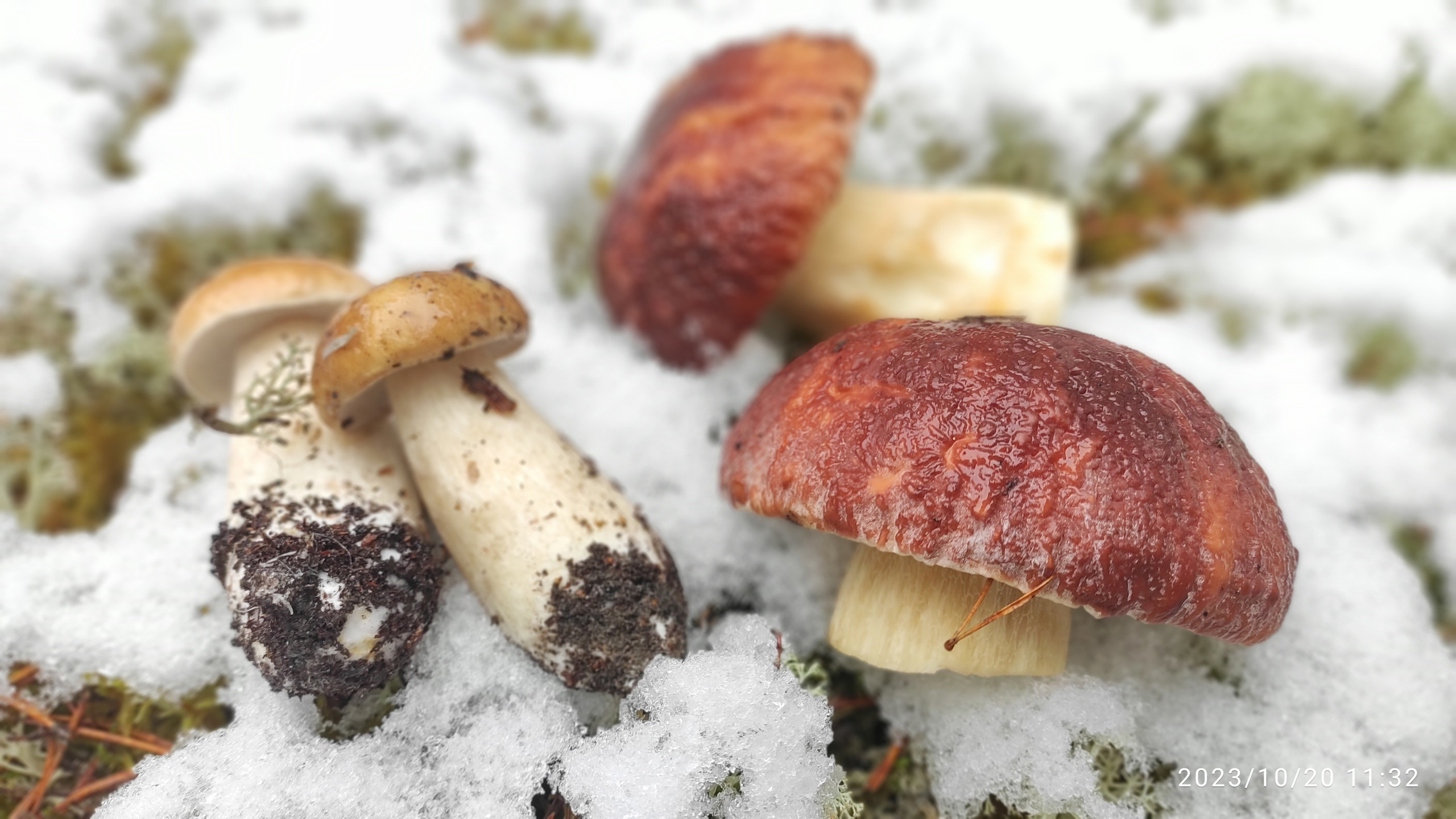 Несколько грибов из Котласского района