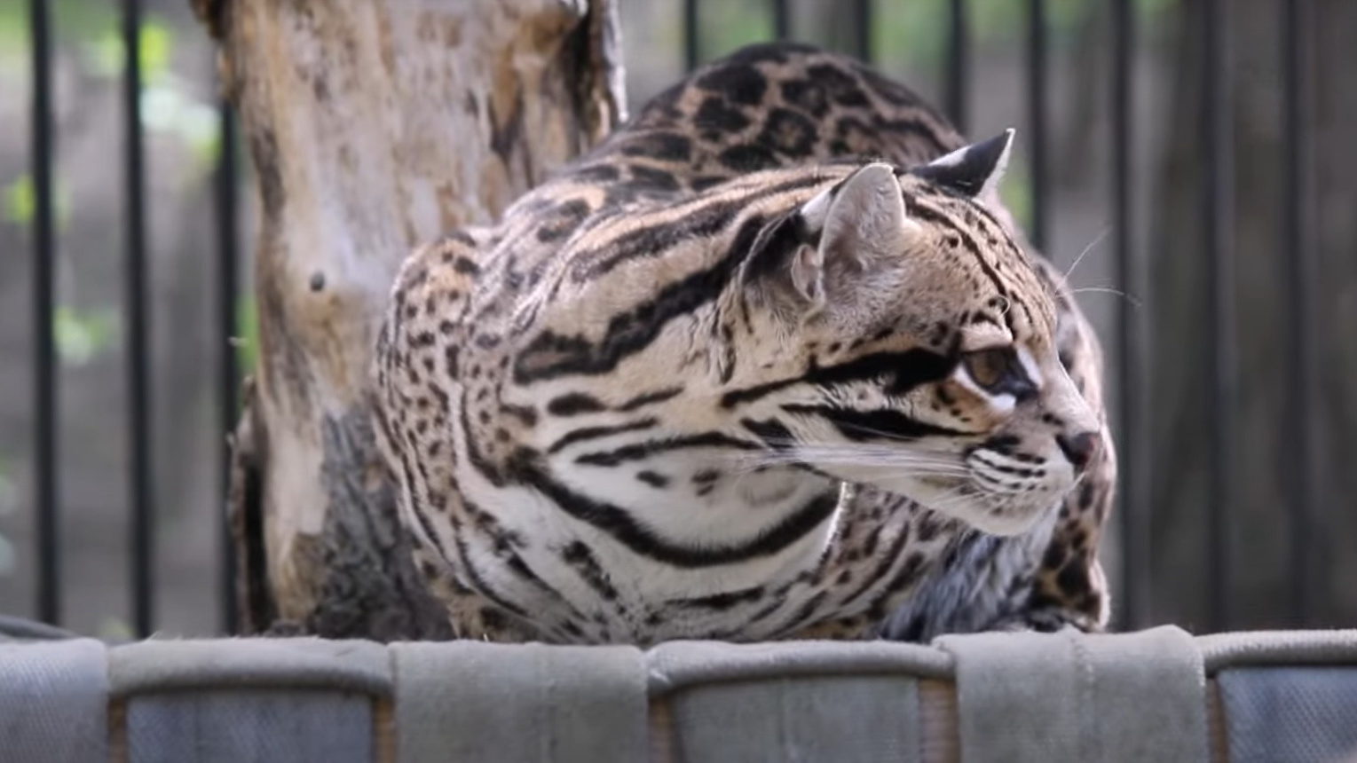 Взял в зубы и унес: оцелот устроил перекус в Новосибирском зоопарке — смотрим видео с хищным котом