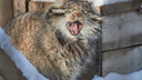 Новосибирец снял, как зевает манул — забавное видео из зоопарка (попробуйте тоже не зевнуть)