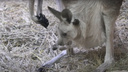 Наблюдает с интересом за взрослыми: в Новосибирском зоопарке детеныш кенгуру показался из сумки матери — видео
