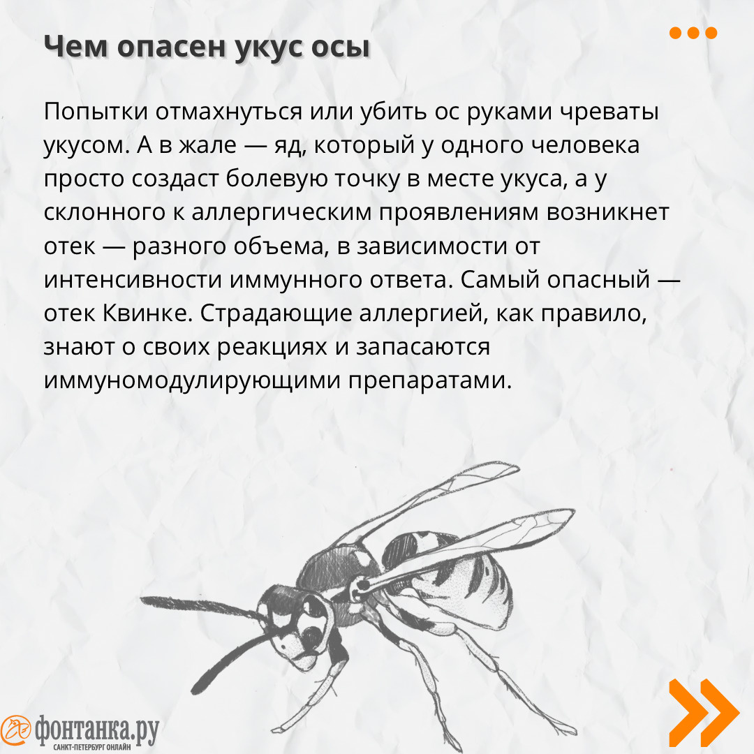 Почему так много ос в Петербурге, откуда они, как бороться с гнездами - 21  августа 2023 - ФОНТАНКА.ру