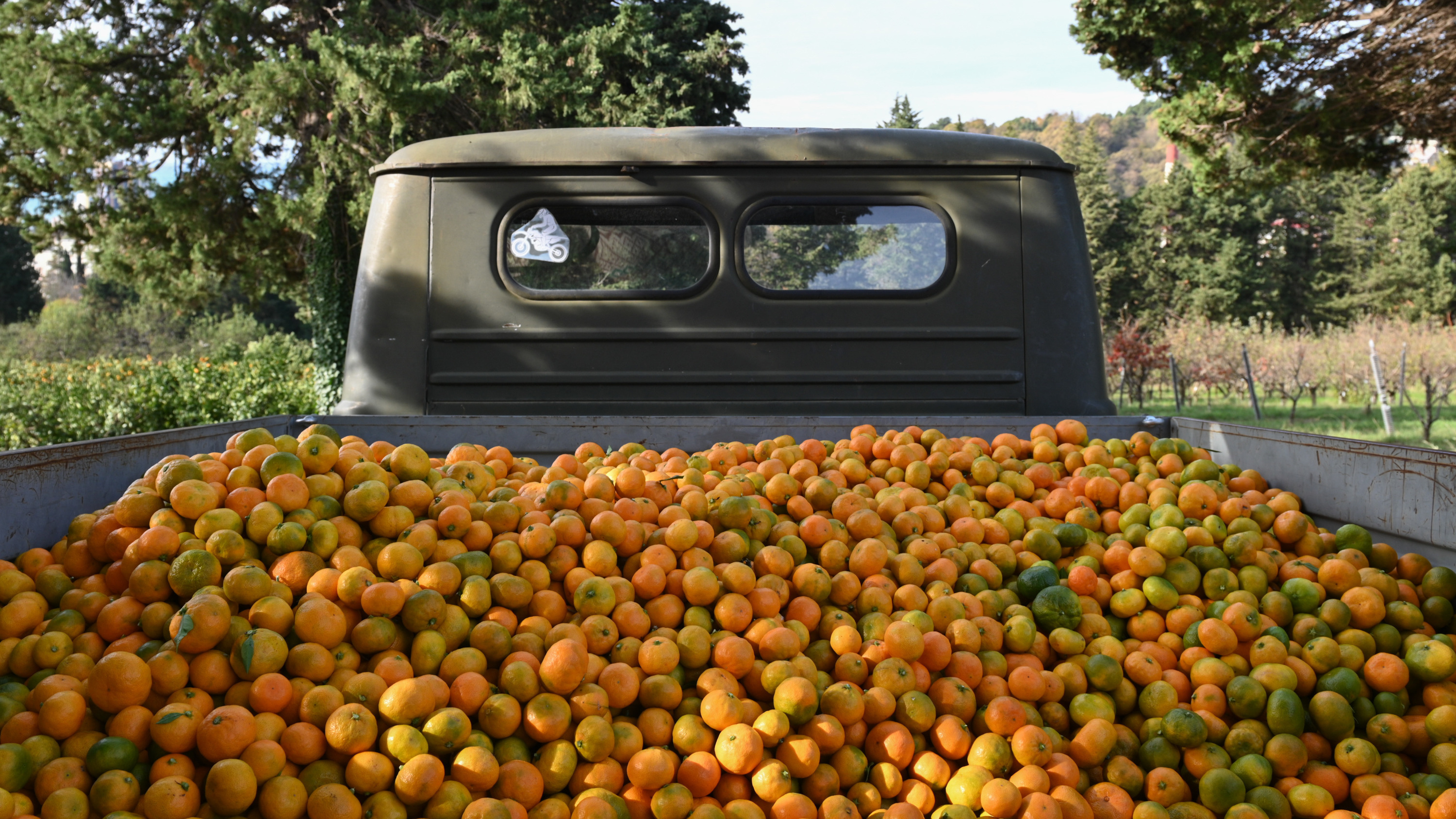 Это будут новые, перспективные сорта. Сочинские ученые собрали рекордный урожай мандаринов, но в научных целях