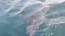 «Иди сюда, кыс-кыс-кыс». Рыбаки в Приморье игрались с краснокнижной голубой акулой