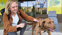 Сотрудница НГС поможет собаке Фанте добраться из Сочи в Новосибирск — сибирячка возьмет ее в самолет