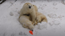 Белые медвежата уснули в снегу, а Герда нежно охраняет их сон — милое видео из Новосибирского зоопарка