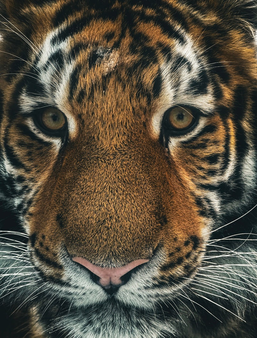 «В душе малыш». Смотрите, какой тигрёнок растёт в Ленинградском зоопарке
