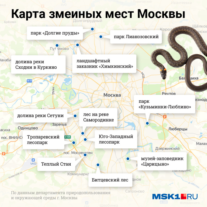 В Москве и Подмосковье активизировались змеи: почему гадюки, ужи и медянки  выползли к людям, где больше всего змей, чем опасны змеи, что делать при  укусе змеи, что делать при встрече со змеей -