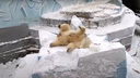 Белая медведица Герда спряталась от детей на айсберге — милое видео из Новосибирского зоопарка
