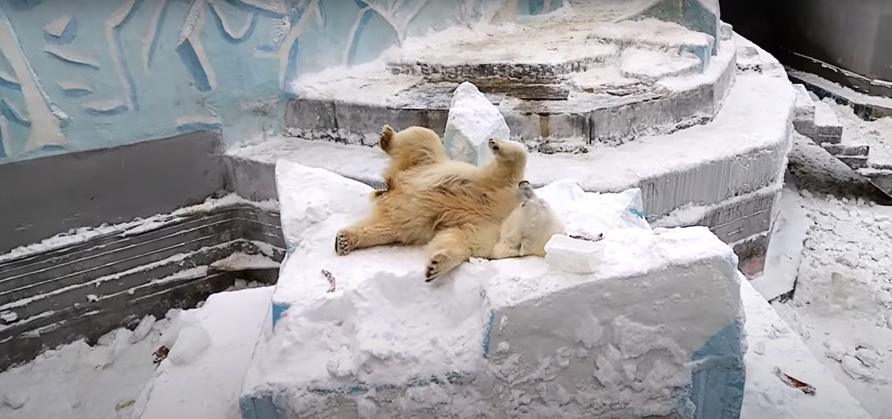 Белая медведица Герда спряталась от детей на айсберге — милое видео из Новосибирского зоопарка