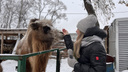 «Верблюд ревел»: сибирячке показалось, что на пони-ферме в парке Кирова мерзнут звери — НГС проверил, что там происходит