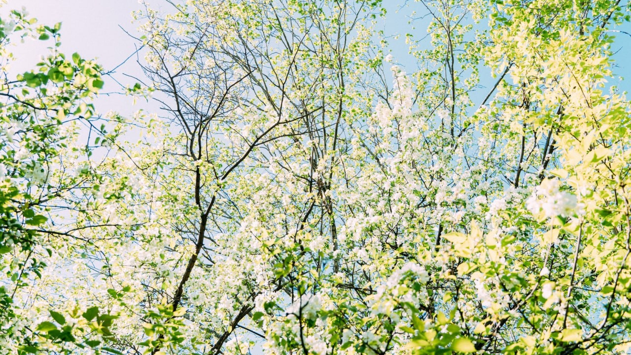 Сакура, яблони и магнолии: в Москве зацвели сады. Рассказываем, где можно отдохнуть и сделать красивые фото