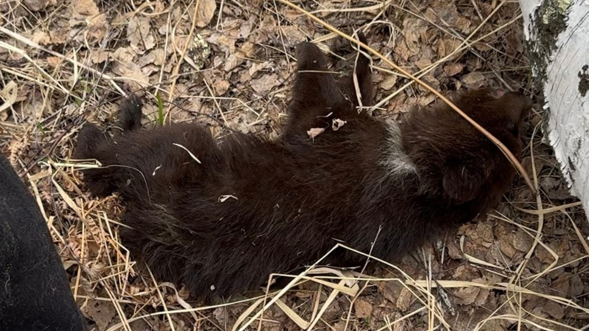 «Подумали, что умерла»: в Новосибирской области спасли медвежонка-девочку