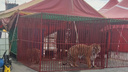 Челябинцы забили тревогу из-за тигров, сидящих на асфальте в жару