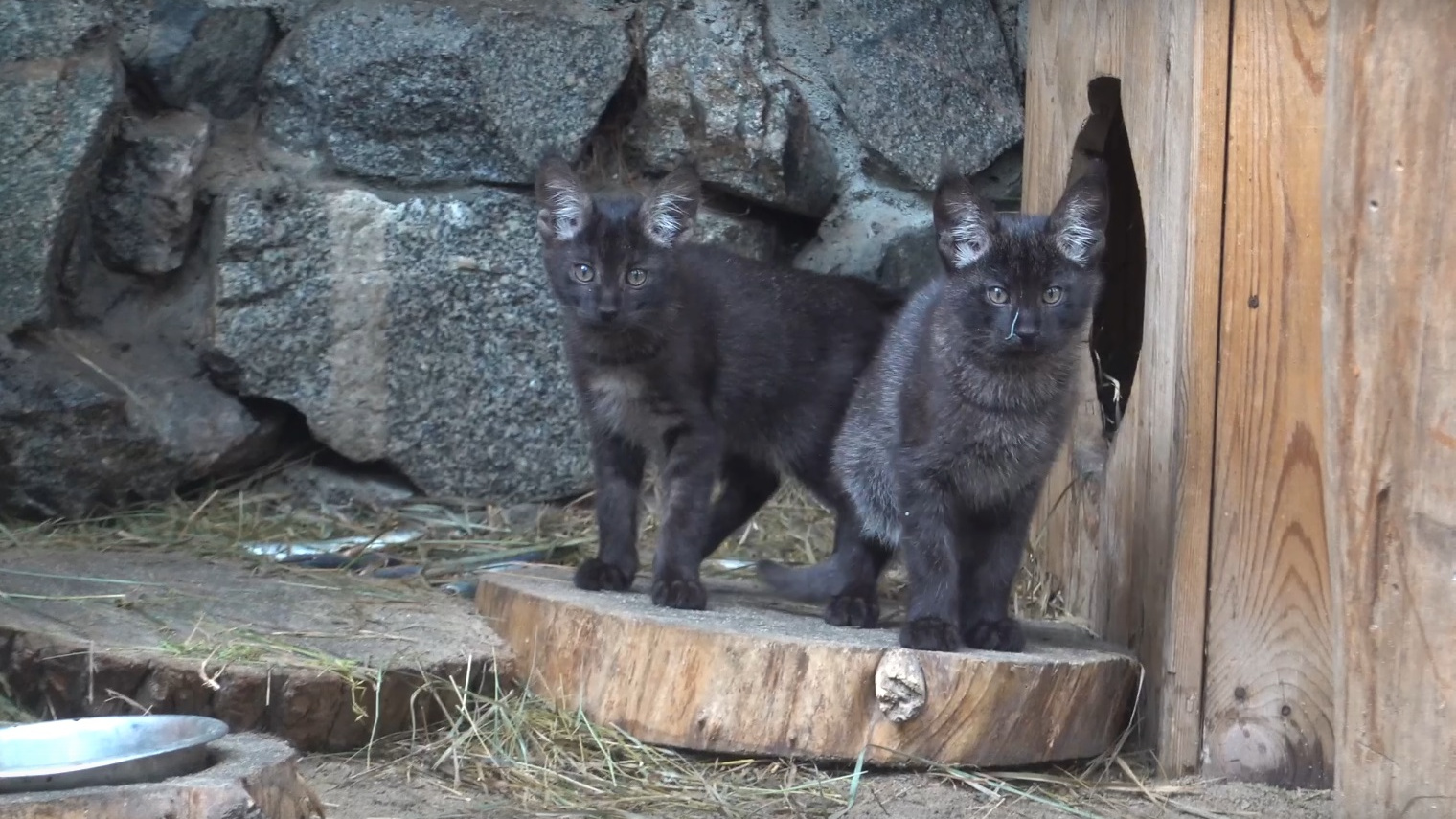 Детеныши родились у камышовых котов в Новосибирском зоопарке — видео с неуклюжими пушистиками
