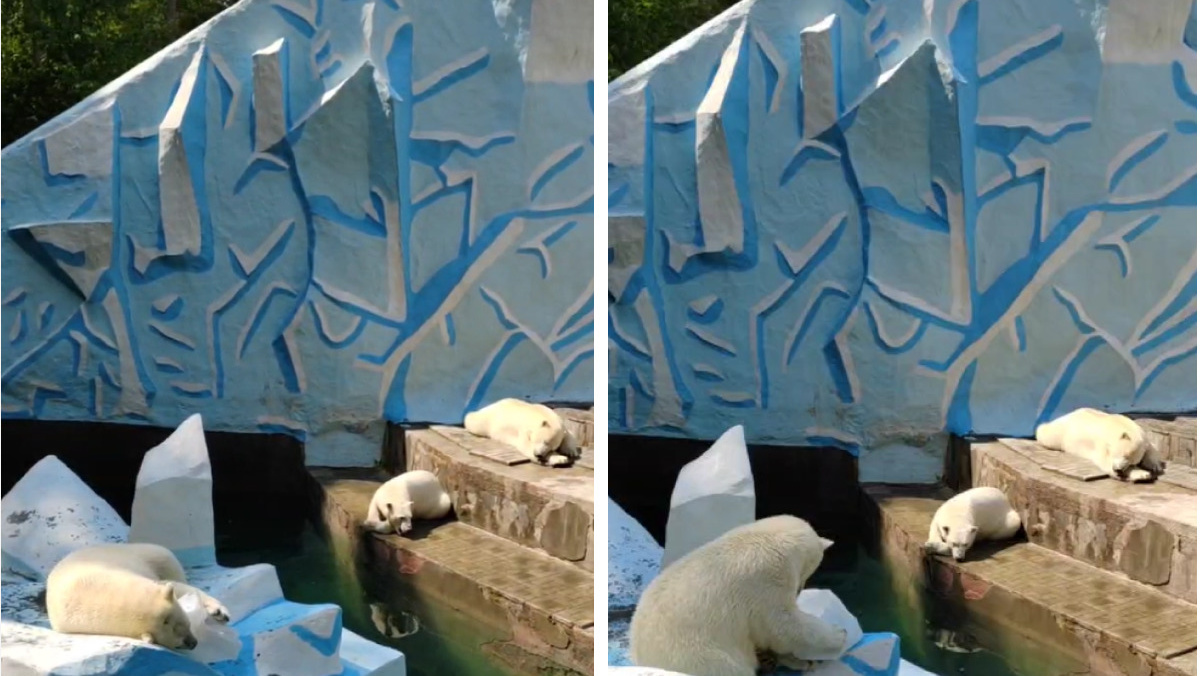 Игнорируют ледяные горки: белые медведи в 30-градусную жару развалились на солнце — видео из зоопарка