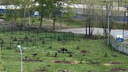 Стая собак напала на сусликов в саду ЧелГУ. Жители соседних домов переживают за безопасность детей