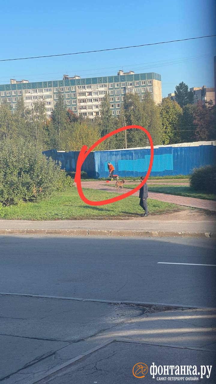 Амстафф напал на женщину с собакой на севере Петербурга. Его хозяйку ищут в Интернете
