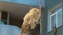 Хогвартс в Самаре: у ж/д вокзала и почты поселилась сова