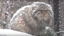 Манул обзавелся снежной шубкой в Новосибирском зоопарке — видео кота, возмущенного непогодой