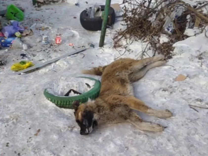 «Город усыпан трупами»: в Киселёвске неизвестные травят собак