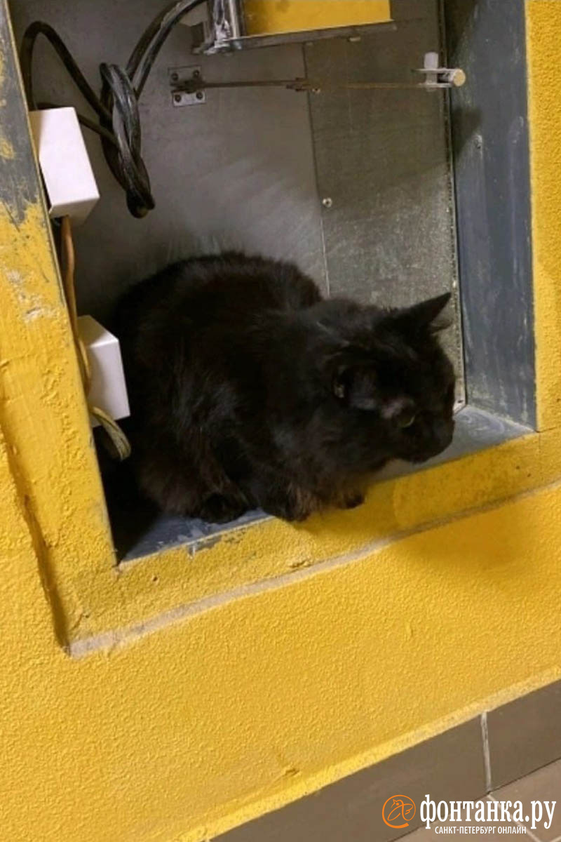 В Кудрово кот упал в шахту лифта с 15 этажа. Его удалось спасти