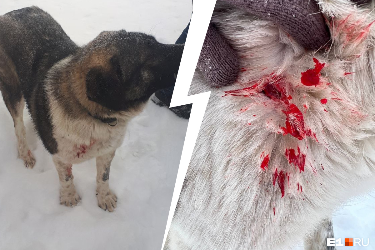 «Дело рук человека»: в Екатеринбурге ранили собаку, которую знает весь район. Теперь люди боятся «стрелка»