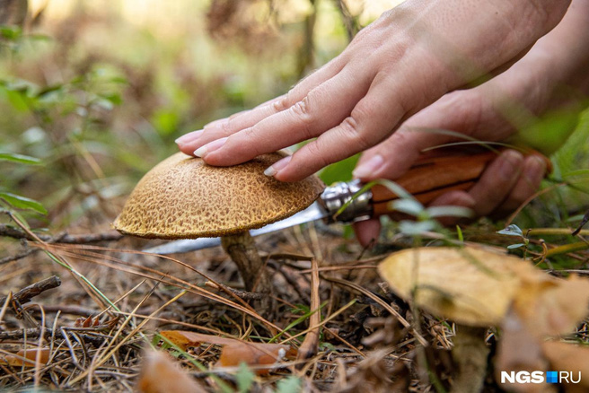 Лучше не трогайте: 16 грибов, которые нельзя собирать