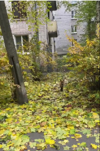 Скриншот видео