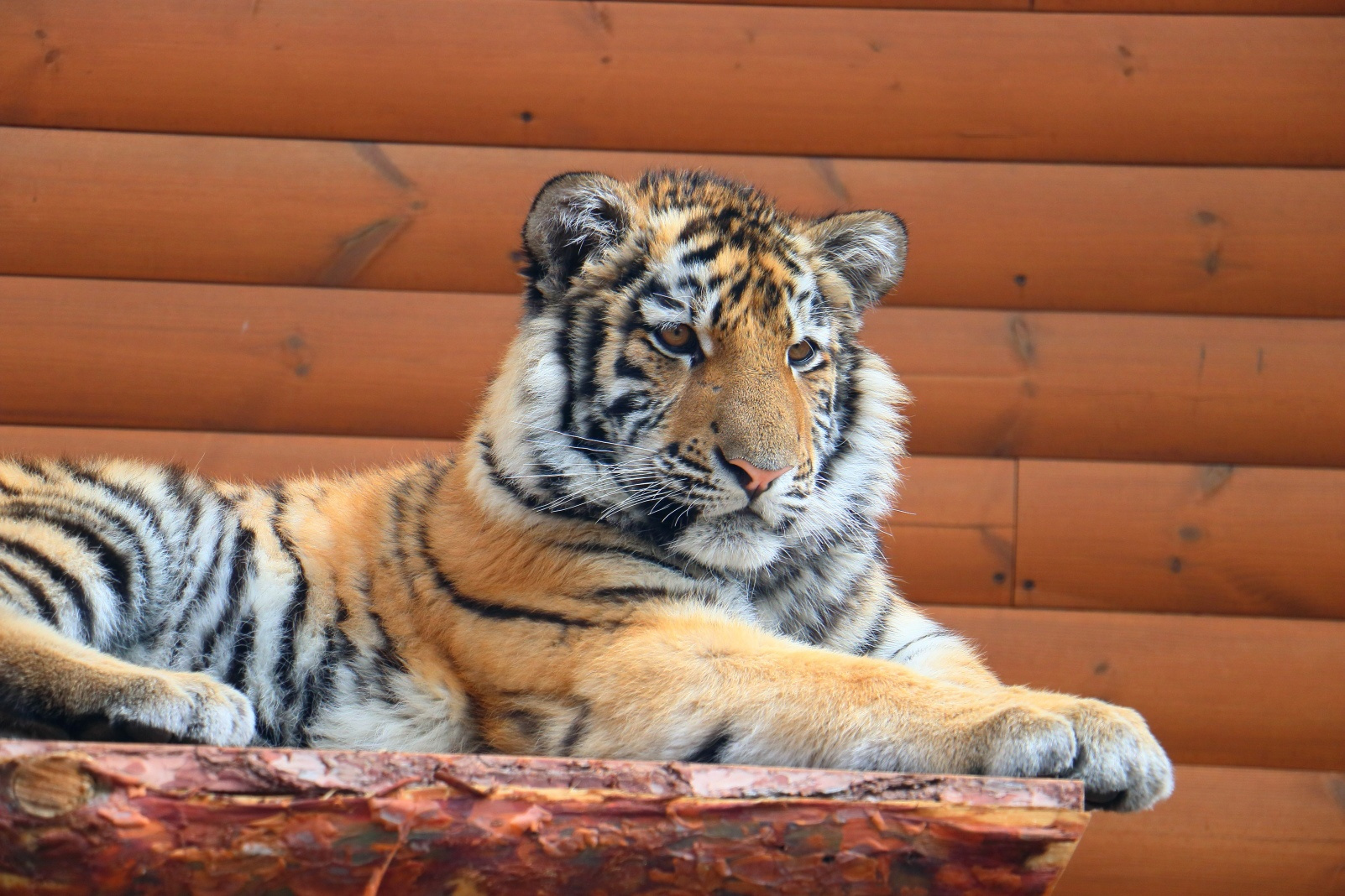 Ленинградский зоопарк пускает важных посетителей бесплатно