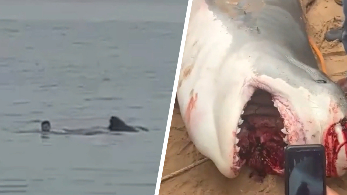 Погибший в пасти акулы россиянин — не турист: всё, что известно по официальным данным