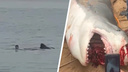 Погибший от акулы северянин — не турист: всё, что известно по официальным данным