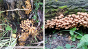 Новосибирцы находят деревья, заросшие грибами, — впечатляющие фото из леса