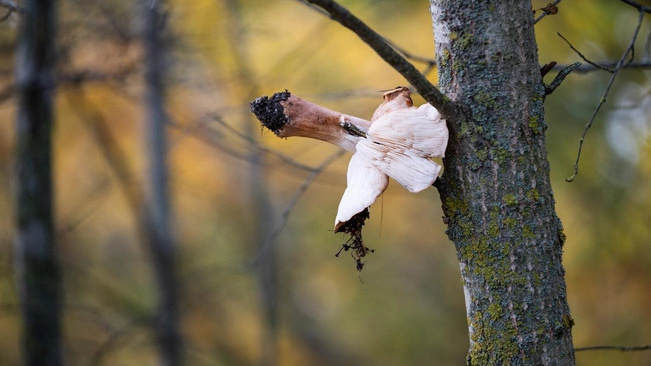 Напоследок зададим очень необычный вопрос. Вот идете вы по лесу и видите: на ветке висит гриб. Это точно дело рук грибника, но зачем он так сделал?