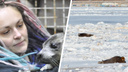«Возвращать этот промысел — дикость»: в Архангельске создали петицию против убийства тюленей и нерп
