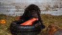 Молодой медведь пришёл в село под Новосибирском — видео, как его гоняют по огороду