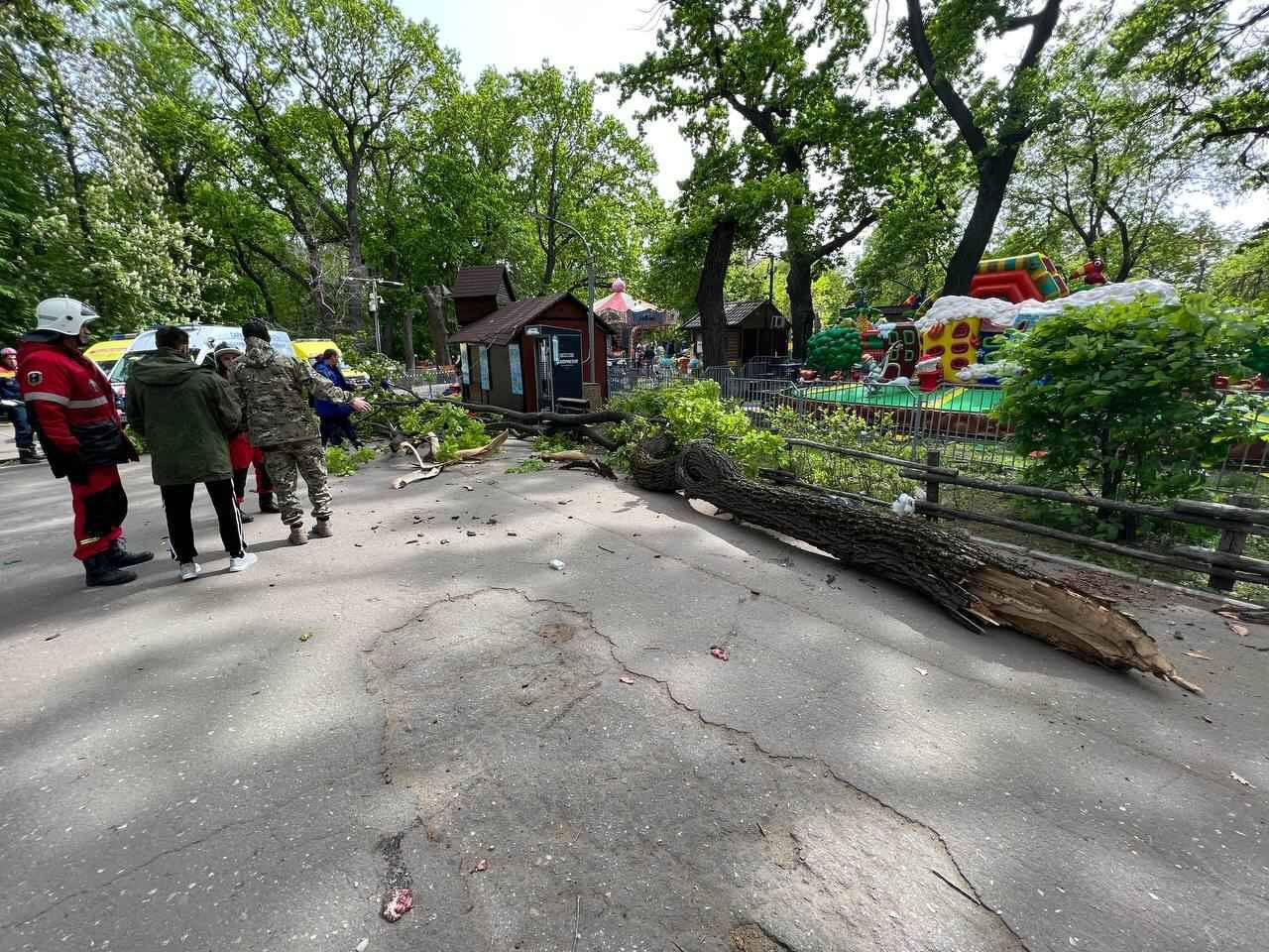 В Саратове погибли девочка и пенсионерка из-за падения ветки дерева